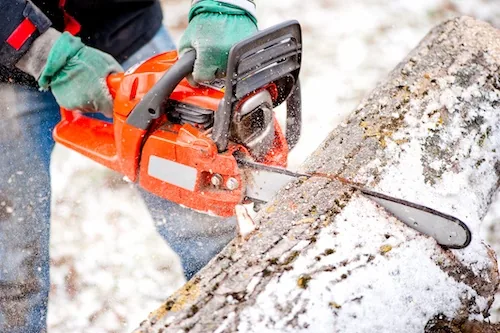 Tree Removal